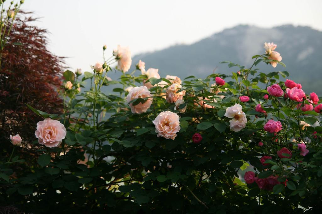 Cindy'S B&B Seoul Bagian luar foto