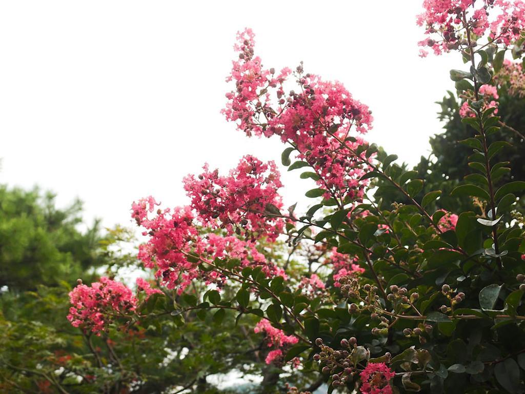 Cindy'S B&B Seoul Bagian luar foto